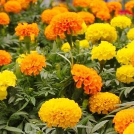 GardeningTreasures 75+ Giant Crackerjack Mix Marigold seeds