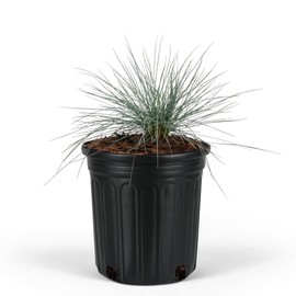 Elijah Blue Fescue Grass - Live Plant Perennial, ICY Blue Ornamental Grass for Outdoor Landscaping - Drought Tolerant, Low Maintenance, Compact Garden Plant (1GAL, 6IN, 9-Pack)