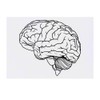 Azeeda 'Gehirn' Temporäres Tattoo - Hautfreundlicher & Ungiftiger Abziehbild ·
