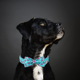 Babole Pet Dog Collars with Bow Tie,Green Flamingo Dog Collar with Safety Metal Buckle Adjustable Puppy Collars for Small Medium Large Dog,Boy&Girl Dog Collar Gift,M-Neck 13.5"-22"