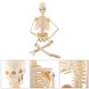 1pc Human Skeleton Anatomical Model Medical Anatomical Teaching Tool With
