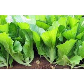500 Asian Mustard Seeds Green GAI Choy Heirloom Vegetable Seeds