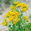 Outsidepride Tansy Seeds - 5000 Pcs. Perennial, Easy to Grow