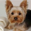Rompecabezas de 1000 piezas Yorkie Yorkshire Terrier juego educativo para