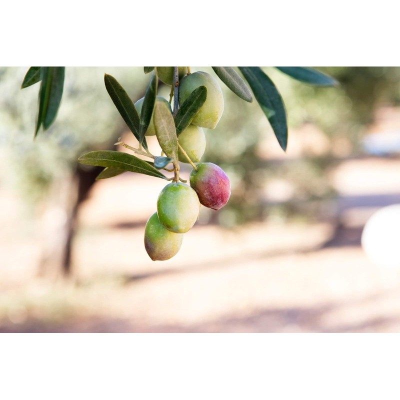 Oro Bailen Reserva Familiar Frantoio Cold Extracted Extra Virgin Olive