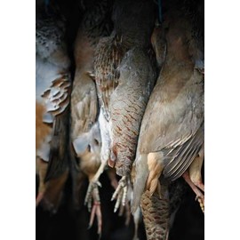 English and French Partridge Shooting Greeting Card by Charles Sainsbury-Plaice