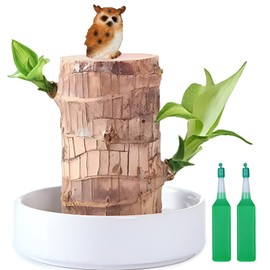 Brazilian Lucky Wood Plant,Fortune Brazil Wood Potted Plant with Owl Figurine,Mini Brazil Decoration, Desk Decor for Home & Office Desktop Planter
