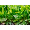 Southeast Seeds Large Leaf Sorrel Seeds, NON-GMO, Heirloom, Variety Sizes,