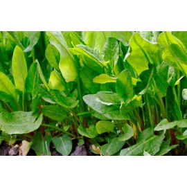 Southeast Seeds Large Leaf Sorrel Seeds, NON-GMO, Heirloom, Variety Sizes, FREE SHIPPING - 7000 Seeds or 1/4 OZ