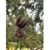 Patrick Creek Farm Texas Native Pecan Tree Seeds 20 Fresh