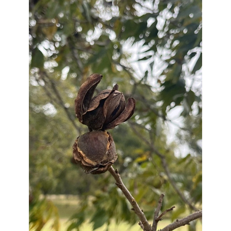 Patrick Creek Farm Texas Native Pecan Tree Seeds 20 Fresh