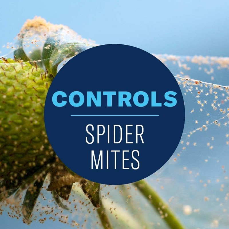 BioAdvanced Organics Brand Insect Killer for Houseplants, Ready-to-Use, 24 oz