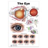Eye Charts (poster, 24 * 36)