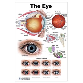 Eye Charts (poster, 24 * 36)