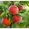 Mix Dwarf Bonsai Fruit Tree Seeds for Planting, 50+ Lemon