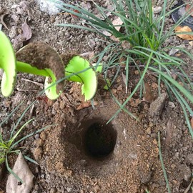 TCBWFY 2x32 Inch Auger Drill Bit for Planting - Long Handle Easy Planter Garden Auger - Bulb & Bedding Plant Augers - Post Hole Digger for 3/8”Hex Drive Drill