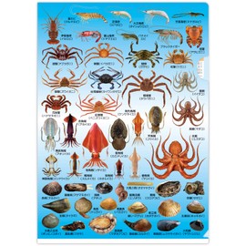 The Access Clear File, Sea Products, A4 Pocket File, Clear Holder