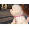 Mihqy Valentine's Day Dog Collar - Adjustable Heart Dog Collar