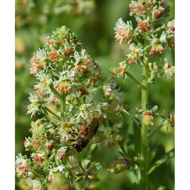 RAISE ME UP: Seeds Garden Mignonette Reseda Non GMO Heirloom