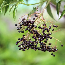 Elderberry Seeds Sambucus Fragrant Flowers Black Berries Used in Jams, Syrups Garden Outdoor 200Pcs Shrub Seeds by YEGAOL Garden