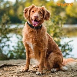 WHIPPY Leather Dog Collar for Small Medium Large Dog Soft Breathable Adjustable Leather Padded Puppy Collar Heavy Duty Waterproof Dog Pet Collar Metal Buckle, Green 18.90 Inches