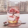 Salted Sakura Cha Preserved Flower Tea Pink Cherry Blossoms Japanese