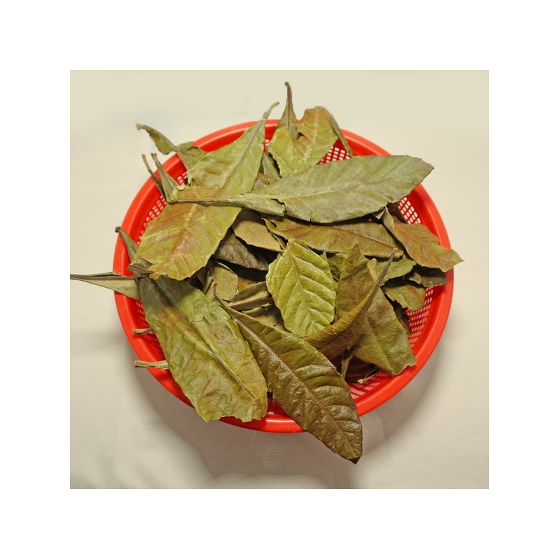 300g whole loquat leaves (domestic) / 참두리 통 비파잎 300g