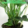 Hysagtek 6PCS Monstera Plant Support, Plant Stem Support Durable Monstera