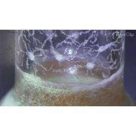 Unbranded BUY 2 GET 1 FREE Microworm Vinegar EEL Culture Starter Bundle Huge Live Culture - 3