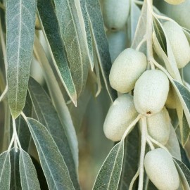 MySeeds.Co Elaeagnus angustifolia (Russian Olive) Shrub Seeds, Distinctive Silver Foliage - 1 oz (~ 313 Seeds)