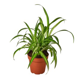 House Plant Shop | Spider 'Hawaiian' - 4" Pot | Live Indoor Plant | Easy to Care | Natural Décor Plant | Great Gifts| Free Care Guide