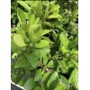 Tree 3Gal Fruiting CALAMANSI/ CALAMONDIN Sour Citrus Airlayered Bush Tree