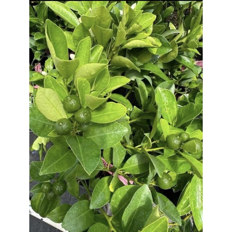 Tree 3Gal Fruiting CALAMANSI/ CALAMONDIN Sour Citrus Airlayered Bush Tree