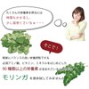 Organic Me モリンガパウダー 150g USDAオーガニック スーパーフード