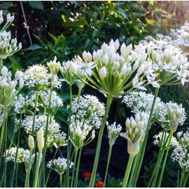 TomorrowSeeds - Chinese Garlic Chives Seeds - 1500+ Count - For 2025 Planting Jiuchai USA Perennial Herbs Flower Green Onion Scallion Asian Chive Leek Grow Your Own Home Farm Patio Healthy Sustainable