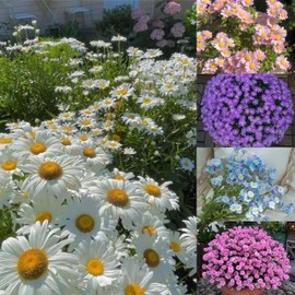 2000+ Mixed Color Pyrethrum Tanacetum Chrysanthemum Flower Seeds – Non-GMO Heirloom Variety for Outdoor Planting, Easy to Grow, Perfect for Home Garden Landscaping