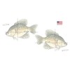 Salty Bones Crappie Mega Sticker Double Pack - Made in