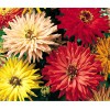 200+ CACTUS FLOWERED ZINNIA MIX -- HEAT DROUGHT TOLERANT ------