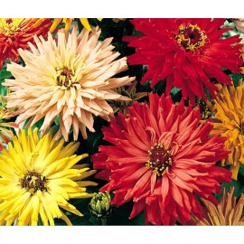 200+ CACTUS FLOWERED ZINNIA MIX -- HEAT DROUGHT TOLERANT ------ FRESH