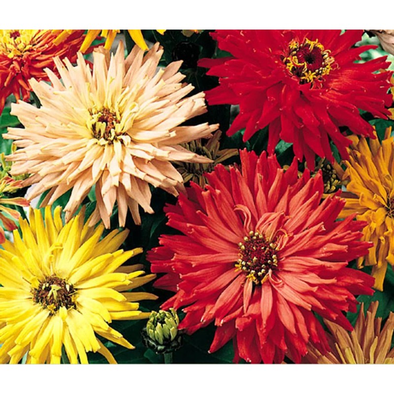 200+ CACTUS FLOWERED ZINNIA MIX -- HEAT DROUGHT TOLERANT ------