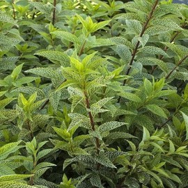 Unbranded Forsythia × intermedia 'Kumson' Variegated Large 1 Gallon Shrub - Live Plant