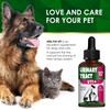 Сat Urinary Tract Infection Treatment with Cranberry – Dog UTI