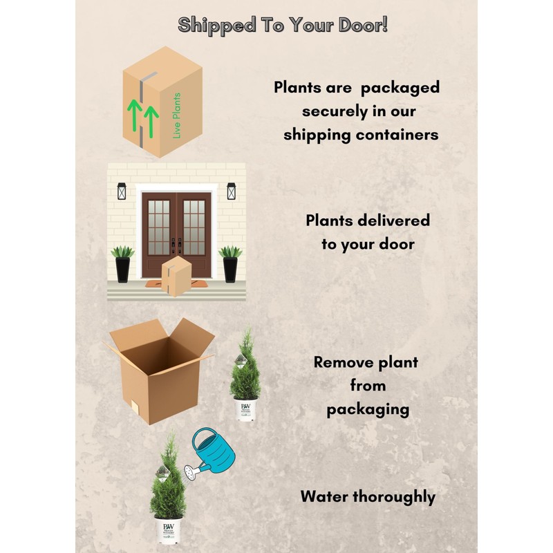 2 Gallon Proven Winners Arborvitae North Pole Shrub