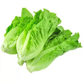 1000+All Season Romaine Lettuce Seeds Italian Yearly Lettuce USA