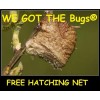 Fresh Picked Praying Mantis Egg Cases + FREE HATCHING BAG