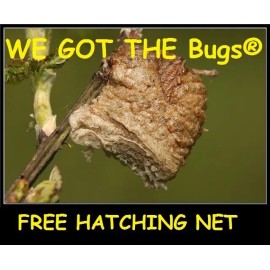 Fresh Picked Praying Mantis Egg Cases + FREE HATCHING BAG 2025 Season