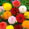 NIKA SEEDS - Seeds Flowers Dahlia Double Mix Annual -