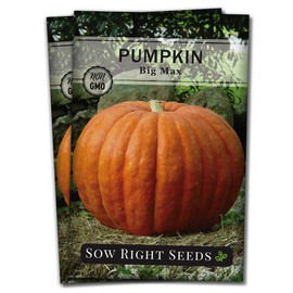 Sow Right Seeds - Big Max Pumpkin Seed for Planting - Non-GMO Heirloom Packet with Instructions to Plant a Home Vegetable Garden - Great Gardening Gift (2)