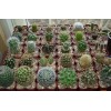 Rare Mixed Cactus Seeds, Succulents Seeds, 100pcs/pack