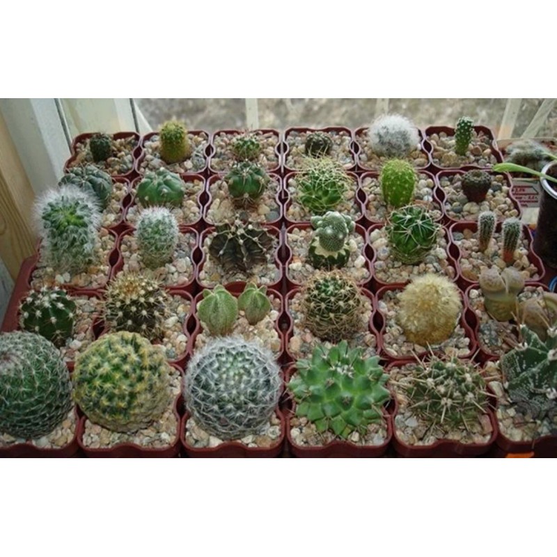 Rare Mixed Cactus Seeds, Succulents Seeds, 100pcs/pack